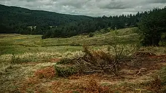 Meadow and forest