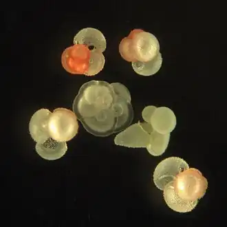 Group of planktonic forams