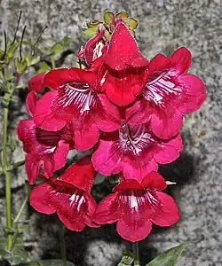 Flowers of Penstemon hartwegii