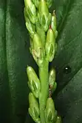 Immature seed pods. They are longer than those of Plantago major.