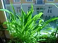 Plantago leiopetala, cultivated plants.
