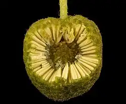 Unripe fruit cutaway