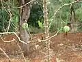 Manioc plants in Bana