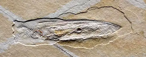 Fossil Plesioteuthis from the Tithonian (c. 150 Mya, upper Jurassic), Solnhofen, Germany