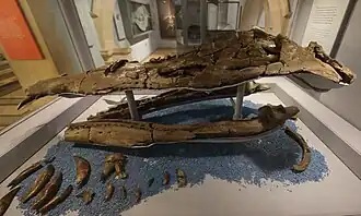 Photo showing the left side of the fossil skull (in brown) of a large marine reptile on display in a museum. The bottom left of the image shows numerous teeth belonging to this same skull.