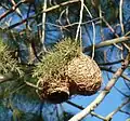 A nest built of pine needles, at Harrismith, Free State