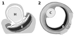 Grayscale diagrams of the structures of the ocelloid and vertebrate eye, showing analogous positional relationships between the hyalosome/lens and retinal body/retina.