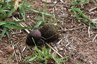 The beetle rolls the ball with its hind legs.