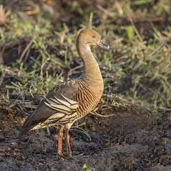 Plumed whistling duck (Dendrocygna eytoni) Kakadu