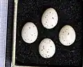 Eggs (Museum Wiesbaden)