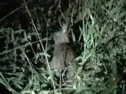 A rabbit seen from behind