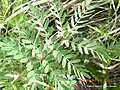 Leaves