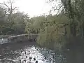 Duck pond