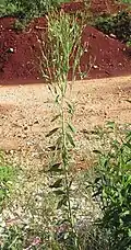 Porophyllum punctatum plant