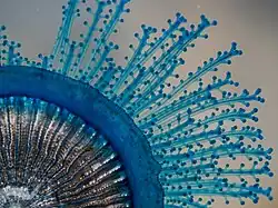 Polyp closeup