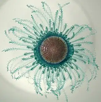 Porpita porpita consists of a colony of hydroids[234]