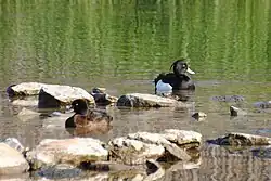 Tufted ducks, Tablas de Daimiel National Park, Ciudad Real