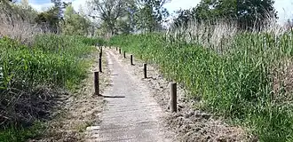 Hiking trail through the broadleaf cattail reed bed