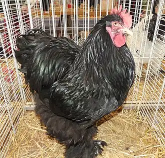 Black cock