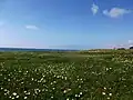 Ice plant blossoming