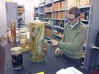 #49 (?/9/1879), Evolutionary biologist M. Thomas P. Gilbert pointing to the preserved left tentacle of the Olafsfjord giant squid of 1879