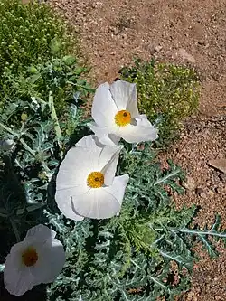 Prickly Poppy (Argemone pleiacantha) in spring bloom.