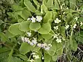P. vulgaris and subsp. sibthorpii mix