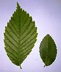 American elm (left) and Accolade leaf comparison