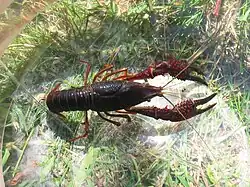 Crayfish