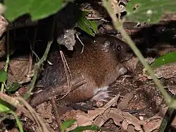 Brown and white spiny rat