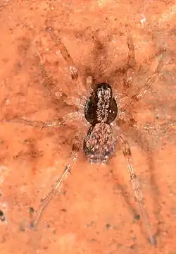juvenile female
