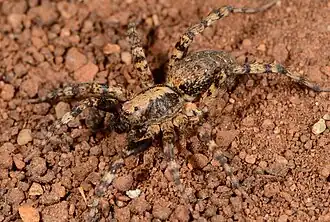 male P. schreineri