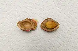 Seed