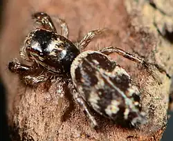 female P. gracilis