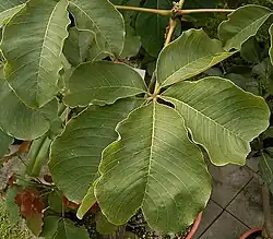 Leaves