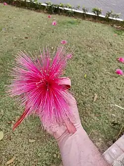 Flower in hand for scale