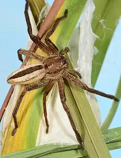 Female P. longipes