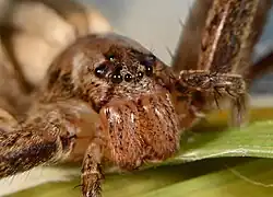 Female P. longipes