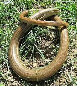 In Uzbekistan