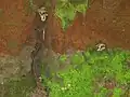 Psilocybe zapotecorum