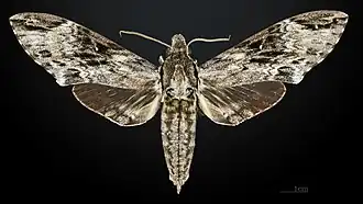 Male, dorsal view