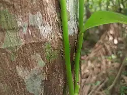 Rootlets
