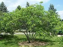 Multi-trunk tree form