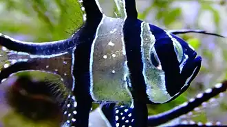 Close up body of Banggai cardinalfish in aquarium