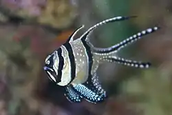 In the aquarium