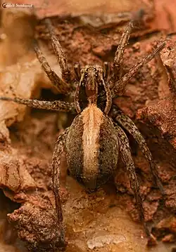 female