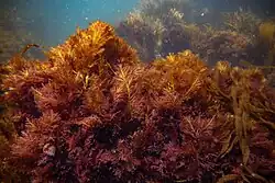 Underwater view of a specimen in its habitat