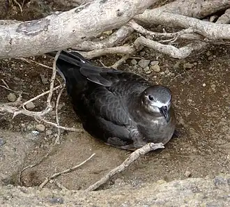Western Kermadec Petrel P. n. neglecta, Kermadec Islands