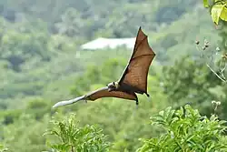 Brown bat