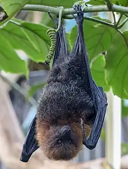 Brown bat